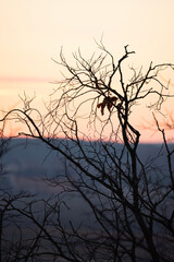 Fototapeta premium tree silhouette at sunset