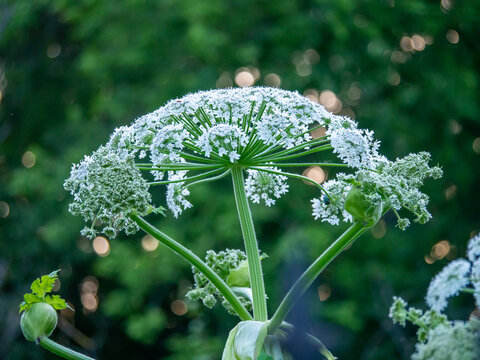 Heracleum sosnowskyi, or Sosnowsky's hogweed - dangerous allergic plant growing in the summer. A poisonous inflorescence. Poisonous perennial plant. Selective focus, bokeh circles