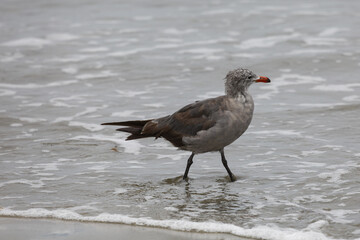 seagull on the beach in the morning 