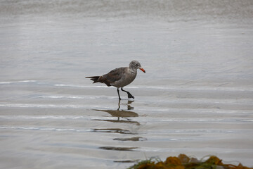seagull wading on the shore