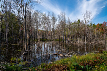 bare trees on water swamp 