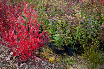 Fototapeta na wymiar Blueberry fruit plantation planting- rows of high bushes in the pots with red leaves in autumn.
