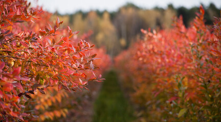 Blueberry fruit plantation -  rows of high bushes with red leaves in autumn.