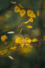 autumn leaves in water