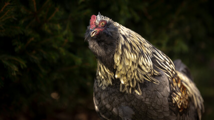 Blue Favaucana rooster