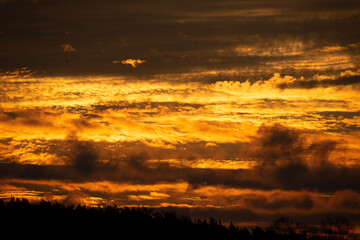 Fototapeta premium sunset in the forest