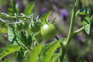 Growing green cherry tomatoes on a vine