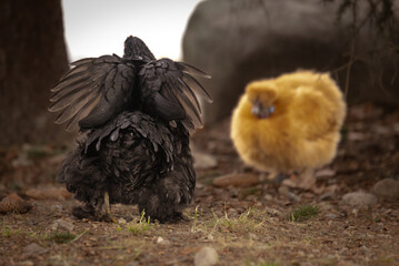 Silkie bantam