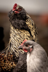 Blue Favaucana rooster