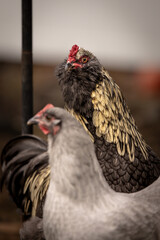 Blue Favaucana rooster