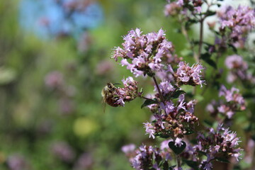 Honey bee collect nectar from oregano flowers