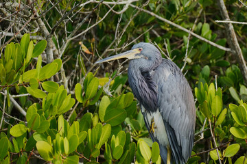Little Blue Heron perched in a tree