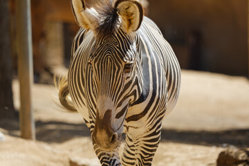 portrait of a zebra walking 