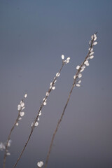 snow covered branches