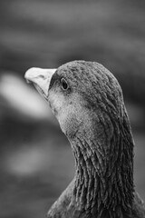 close up of a duck