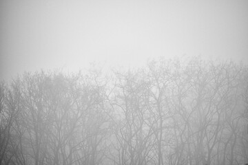 Obraz na płótnie Canvas Mistic Trees in Fog