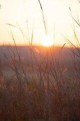 sunset in the field