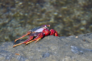 CANGREJO EN UNA ROCA