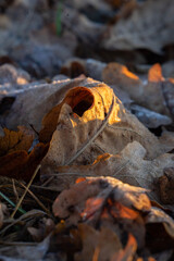 autumn leaves in the forest