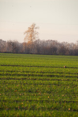 field of corn