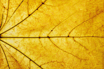 Yellow autumn leaf background. Vibrant golden color natural veins texture. Closeup macro orange...