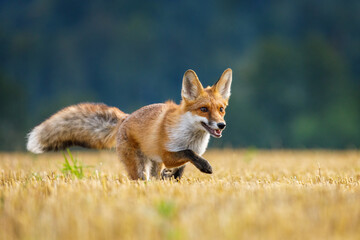 Running fox. Young red fox, Vulpes vulpes, hunts voles on stubble. Fox cub sniffs on field after...