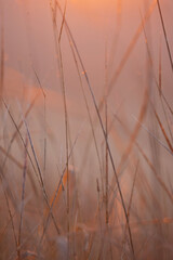 reeds in the fog