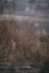Obraz premium reeds in the fog