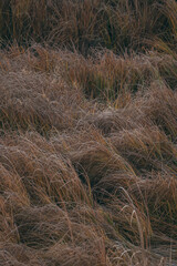 Fototapeta premium dunes in the dunes