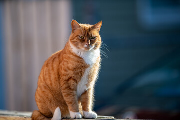 Fototapeta A single orange tabby cat or alley cat perched on the top of a railing with a focused view ahead. The stray animal has a white underbody with an orange on top. Its ears are up and alert to activity. obraz