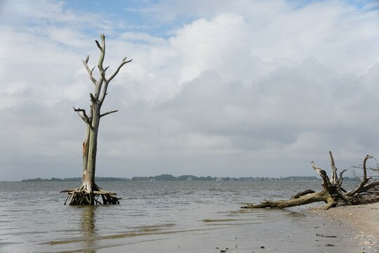 A dead tree by the beach and shallow water near Assateague Island, Maryland, U.S.A