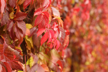 Autumn  - red, yellow, orange, green leaves on Virginia creeper. Closeup