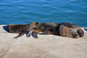 Sea lions resting on the dock