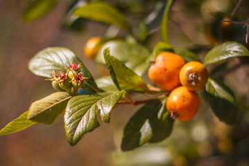 Rama con tejocotes, frutos mexicanos (Crataegus mexicana)