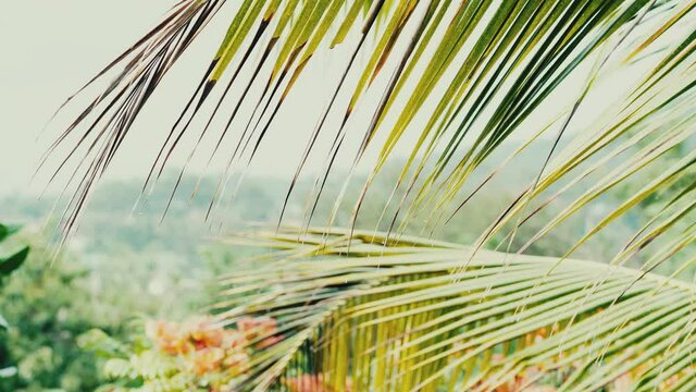 Close up water flows from palm leaves during heavy rain. Trees and sky in the background.