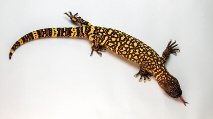 Hissing Mexican Beaded Lizard Isolated on a White Background