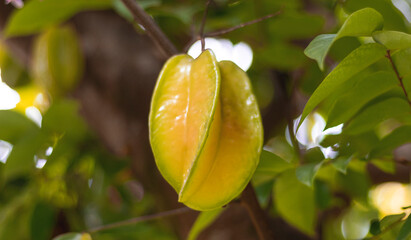 Image of a star fruit crop (Carambolo) in the Municipality of La union Valle del Cauca Colombia.
