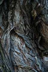 Zbliżenie na fakturę drewna starego spruchniałego drzewa