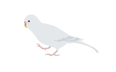歩く　セキセイインコ　アルビノ