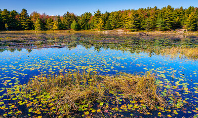 Fototapeta na wymiar Small pond in fall