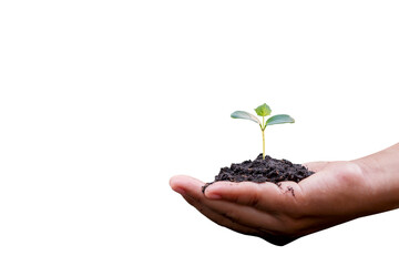 Fototapeta na wymiar hand holding young plant isolated on white background with the clipping path.