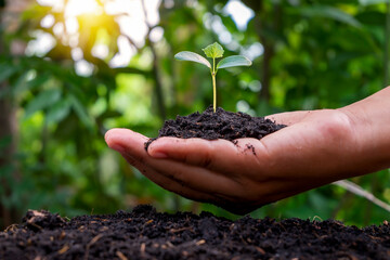 Farmer's hands planting saplings on the ground and green background blur with afforestation and social afforestation concept.