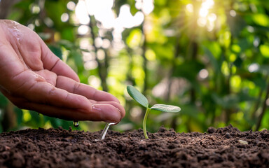 Hand watering plants that grow on good quality soil in nature, plant care, and tree growing ideas.