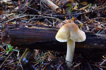 Forest Mushroom 01