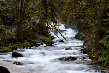 Fototapeta premium Sweet Creek Falls 08
