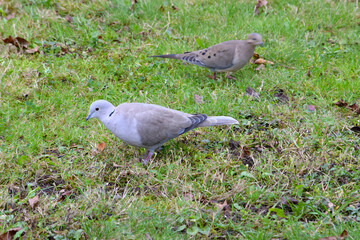 Turtle Dove Pair 05