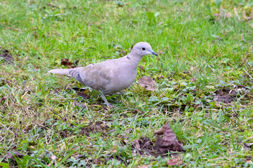 Turtle Dove in Grass 09