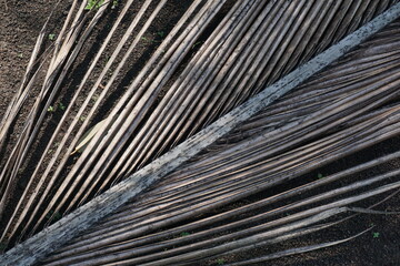 Obraz premium Picture of old coconut brown leave