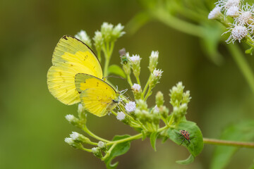 Yellow Glassy Tiger Butterfly on Yellow Chrysanthemum