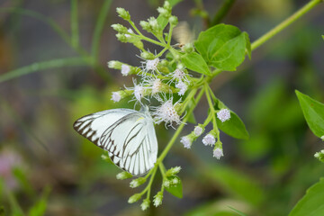 white cauliflower butterfly eating flowers